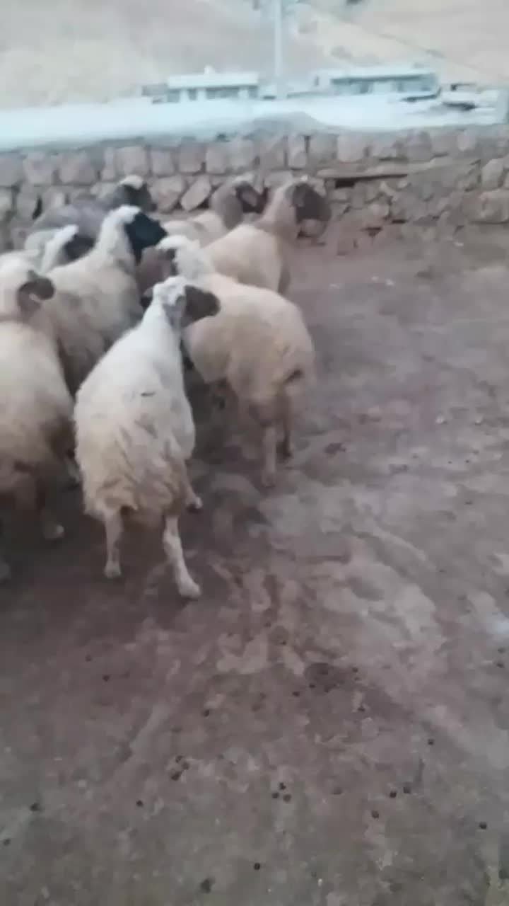 گوسفند جوان و سالم|حیوانات مزرعه|چرداول, |دیوار