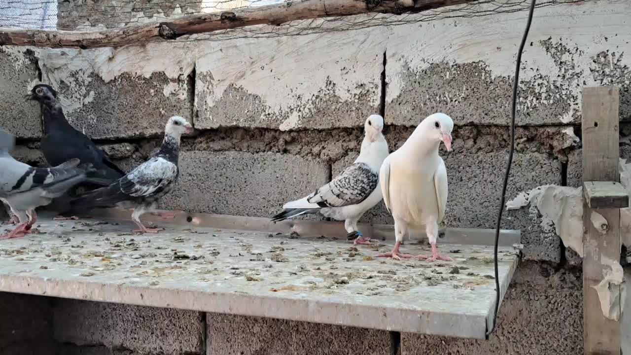 کبوتر دوری|پرنده|اهواز, کمپلو شمالی|دیوار