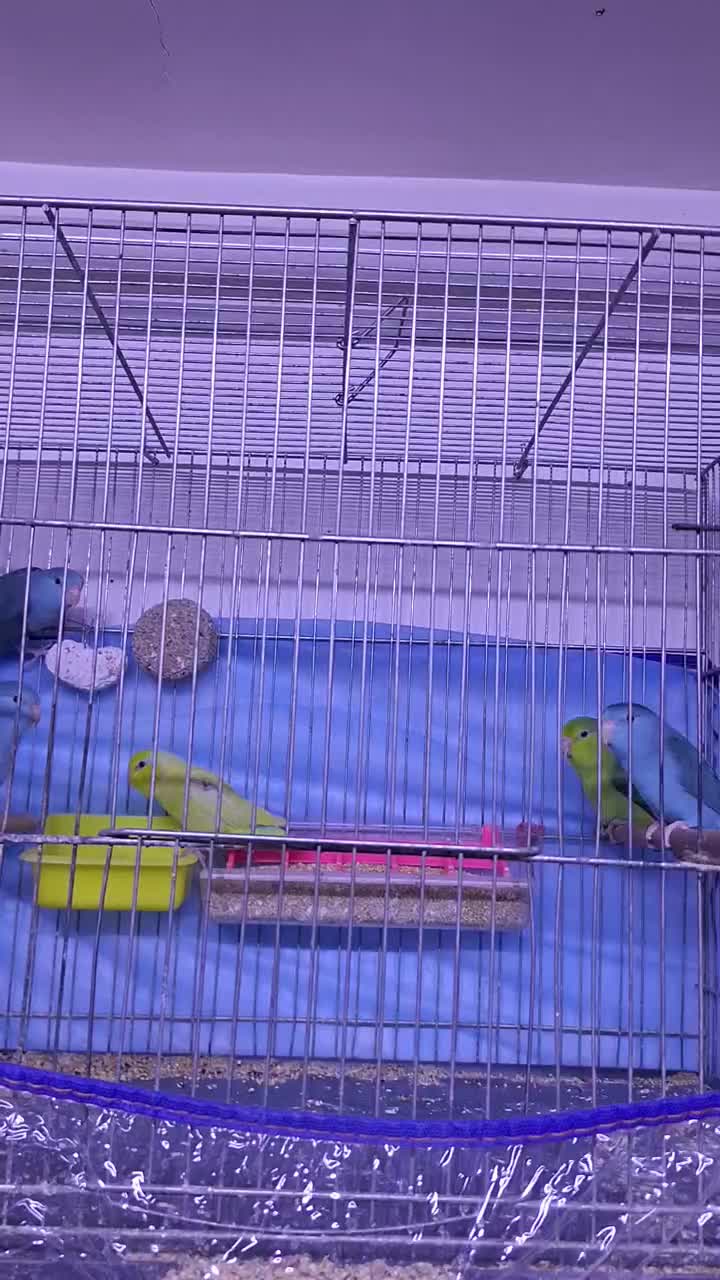 طوطی پروتلت بندانگشتی|پرنده|قم, بلوار امین و ساحلی|دیوار