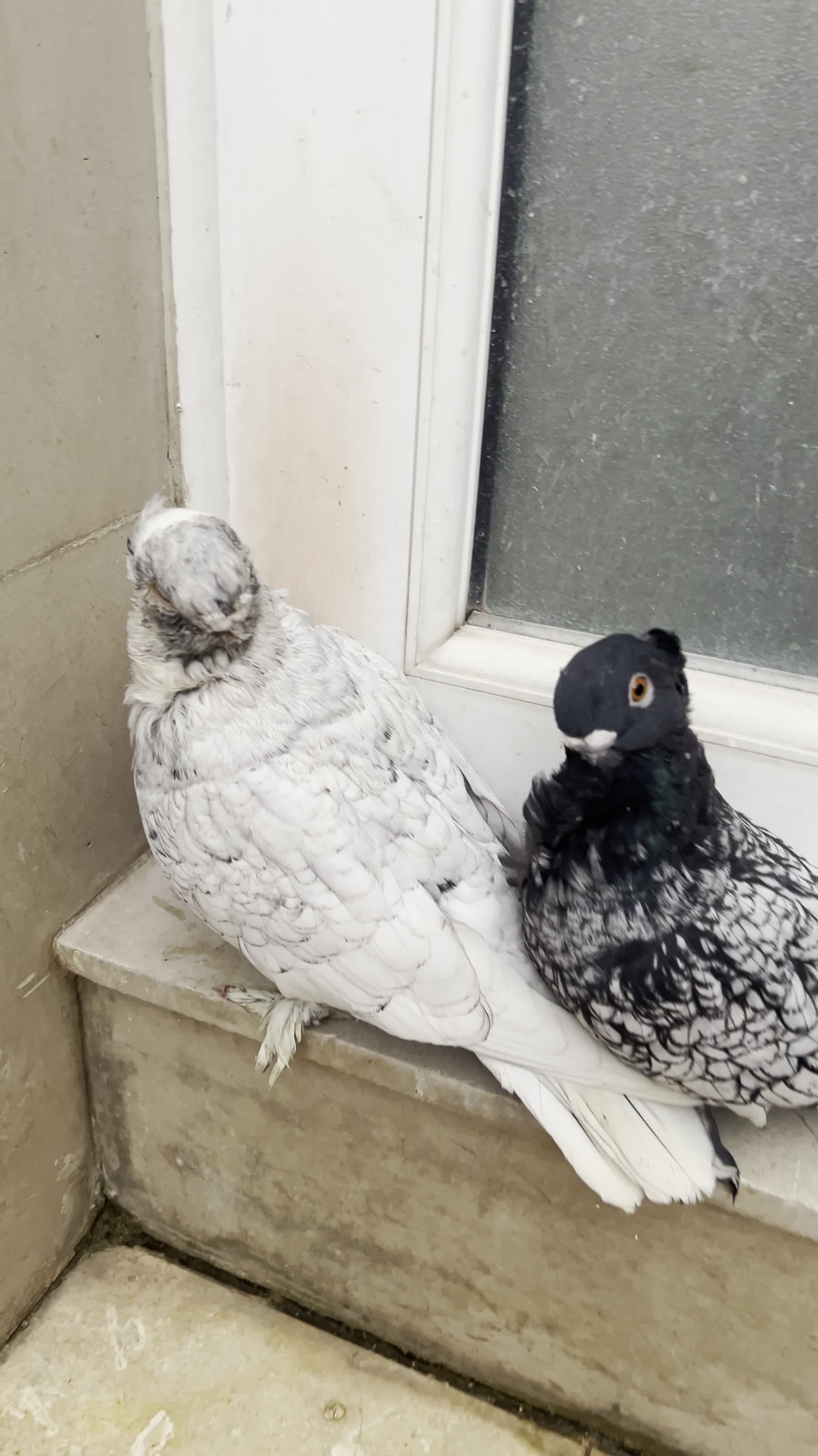 جفت کبوتر بلاندنیت سیلور|پرنده|تهران, سردارجنگل|دیوار