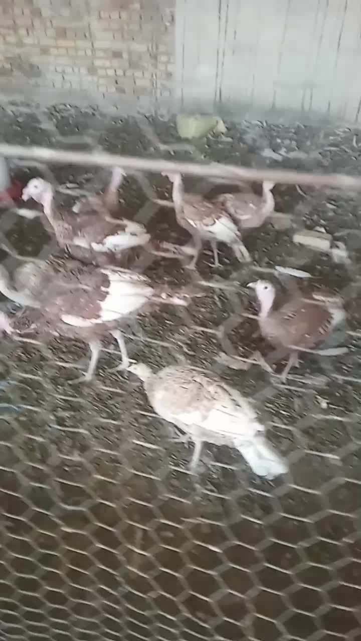 بوقلمون|حیوانات مزرعه|قم, زمان زاده|دیوار