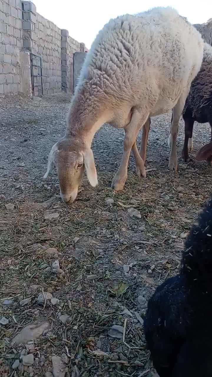 کابر چینی  قندوزی|حیوانات مزرعه|درمیان, |دیوار