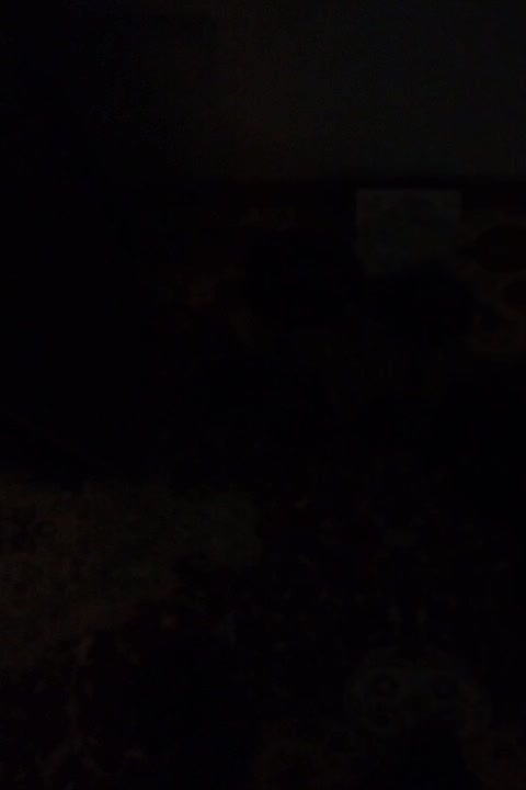 یک جفت دمبل نو نو|تجهیزات ورزشی|فردیس, شهرک شهید حسینی|دیوار