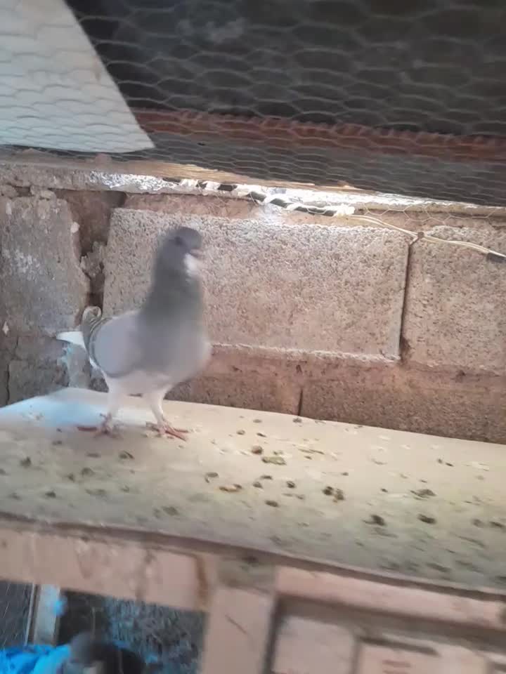 بدرنگسبز چپسبز|پرنده|شیراز, فرودگاه شهید دستغیب شیراز|دیوار