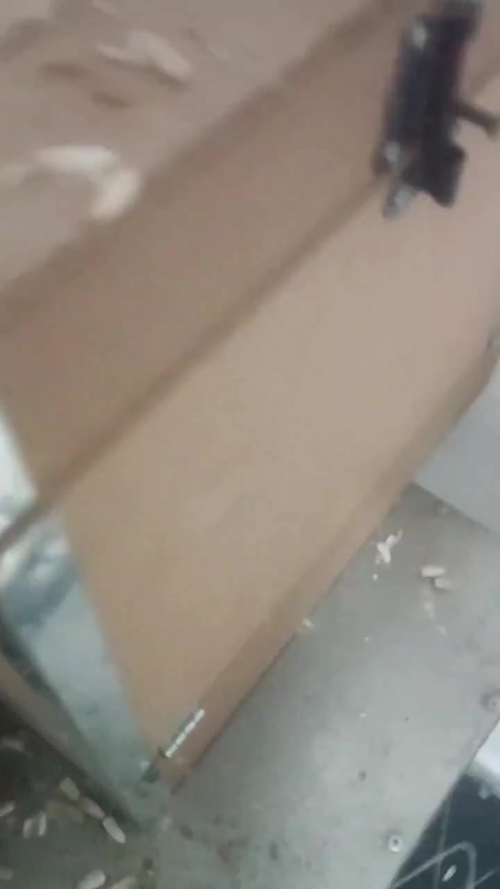 جفت شاه طوطی اسکندر سایز درشت|پرنده|کرمان, |دیوار