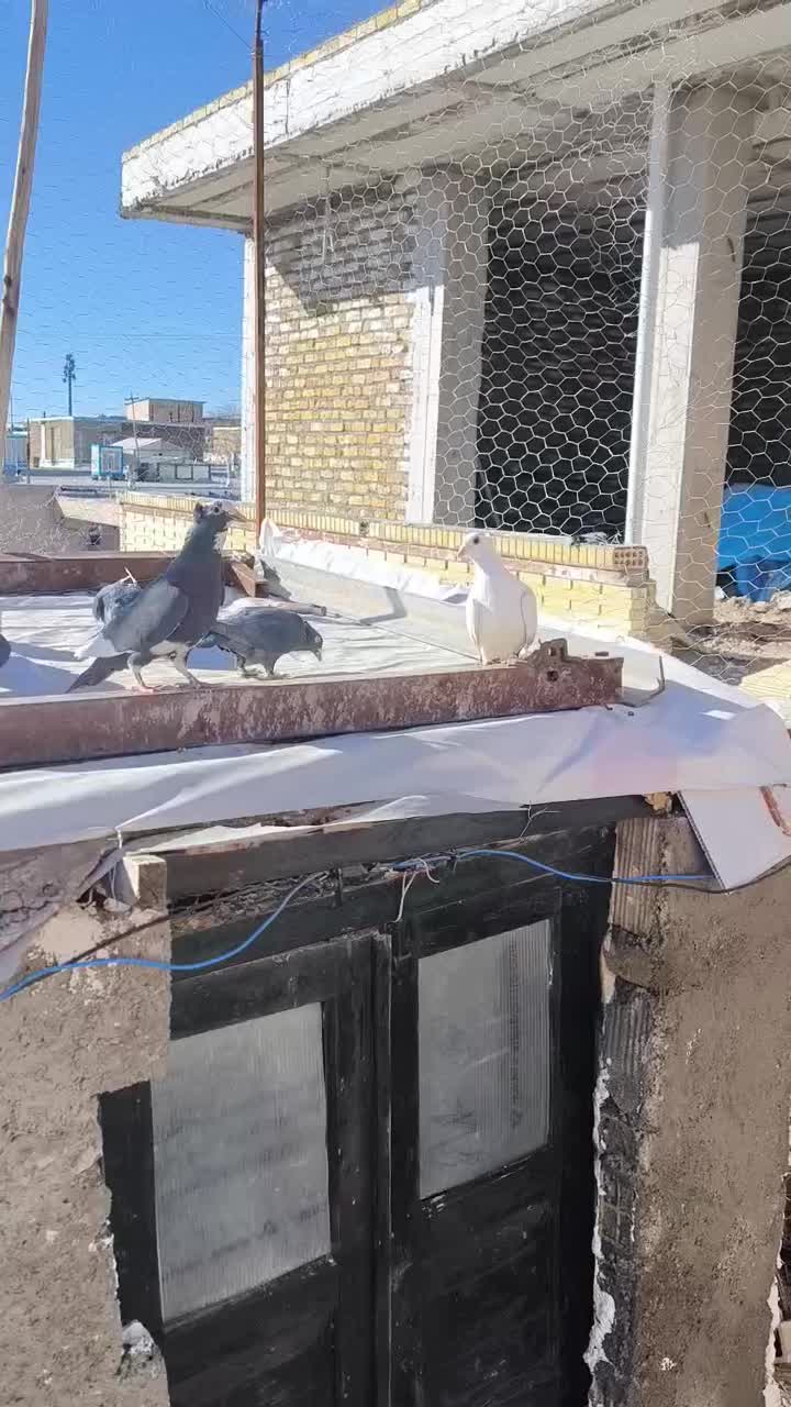 نر پلنگ|پرنده|بافت, |دیوار