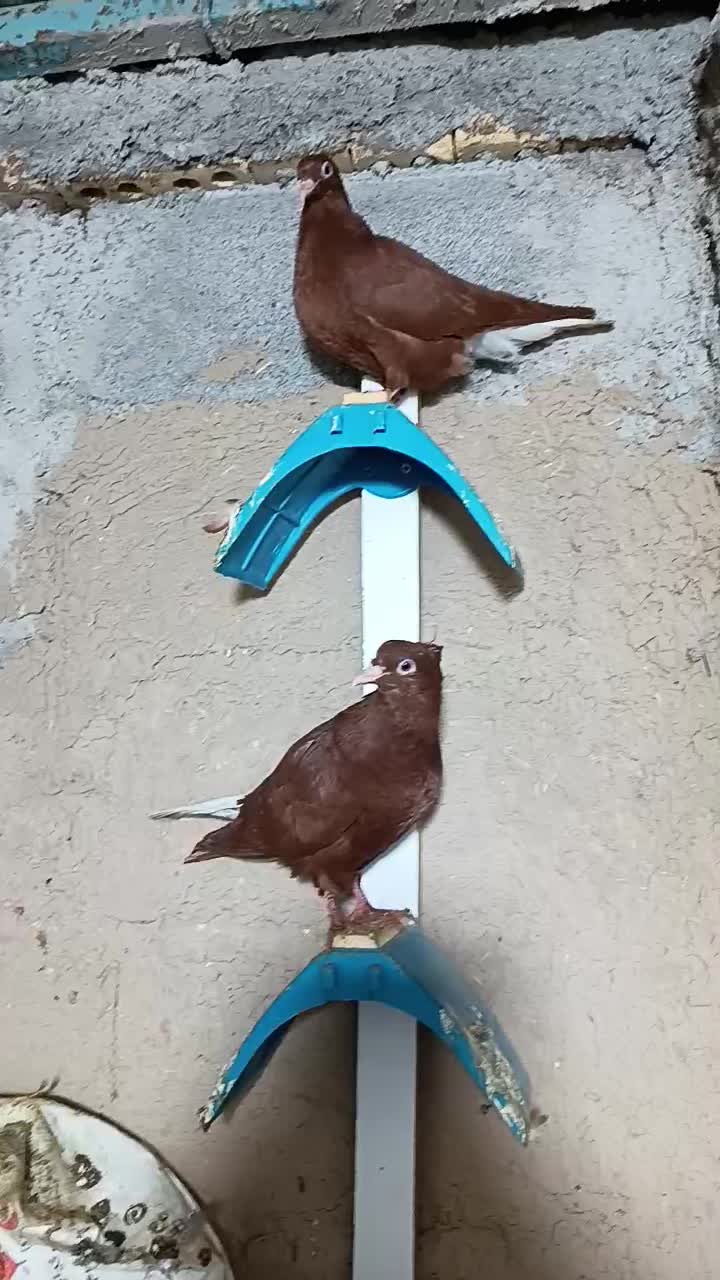 سرخ دم سفید|پرنده|گتوند, |دیوار