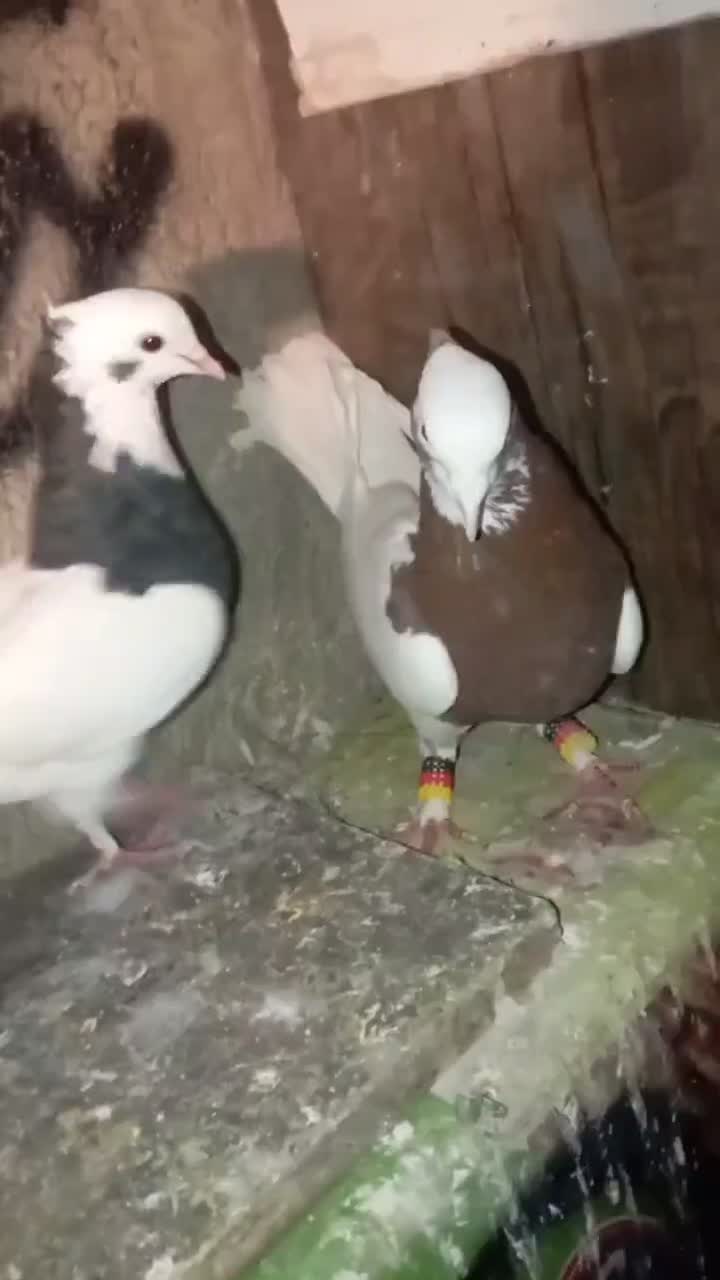 جفت طوقی|پرنده|شیراز, کوشک میدان|دیوار