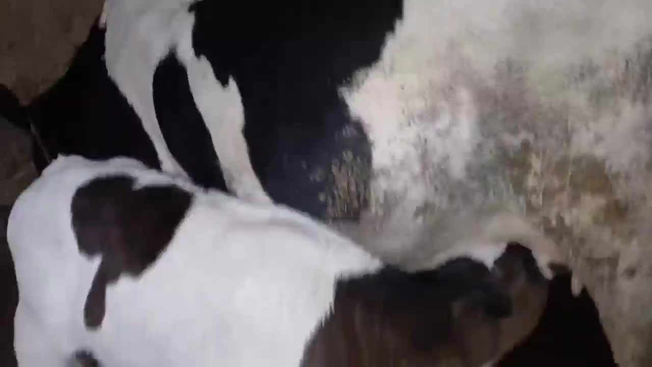 گاو گوساله|حیوانات مزرعه|دیواندره, |دیوار