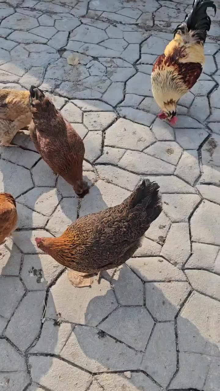 ۴ عدد مرغ تخم گزار ۲ ساله و ۲ عدد خروس|حیوانات مزرعه|فردوسیه, |دیوار