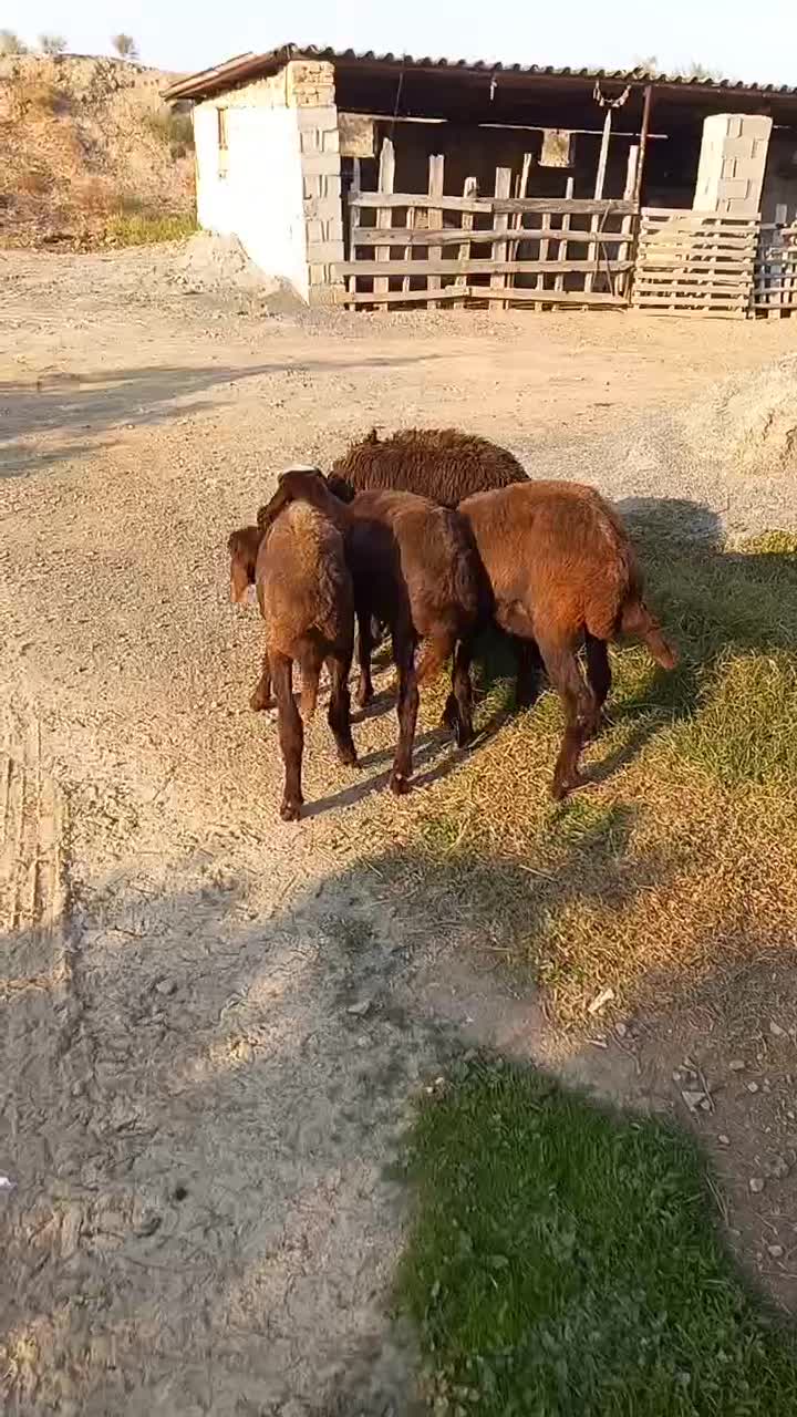 بره ماده قزل افشار|حیوانات مزرعه|سیمین شهر, |دیوار