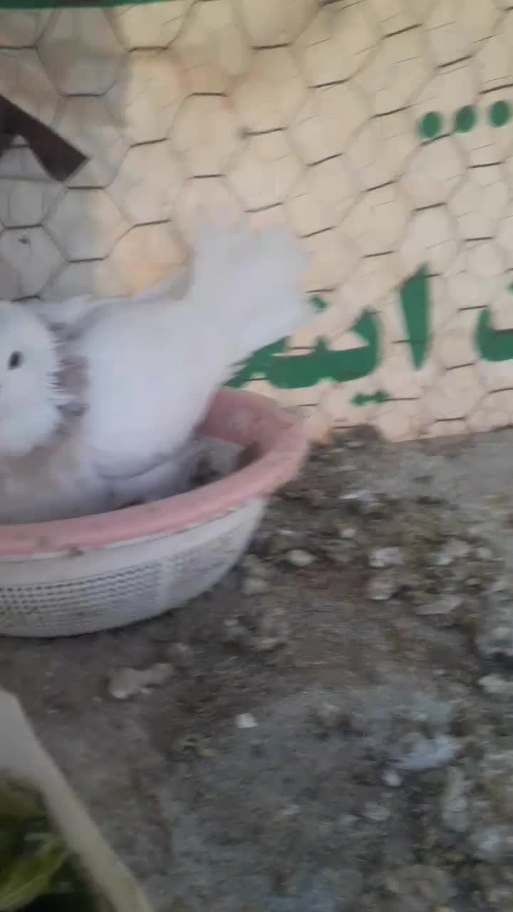 طوقی نر وماده خال سیاه باجوجه وروی تخم|پرنده|شاهین‌شهر, شهرک ردانی پور|دیوار