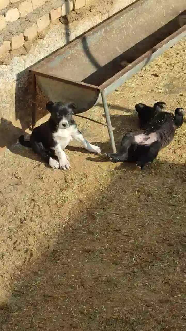 حیوان نرو ماده|سگ|آبگرم, |دیوار