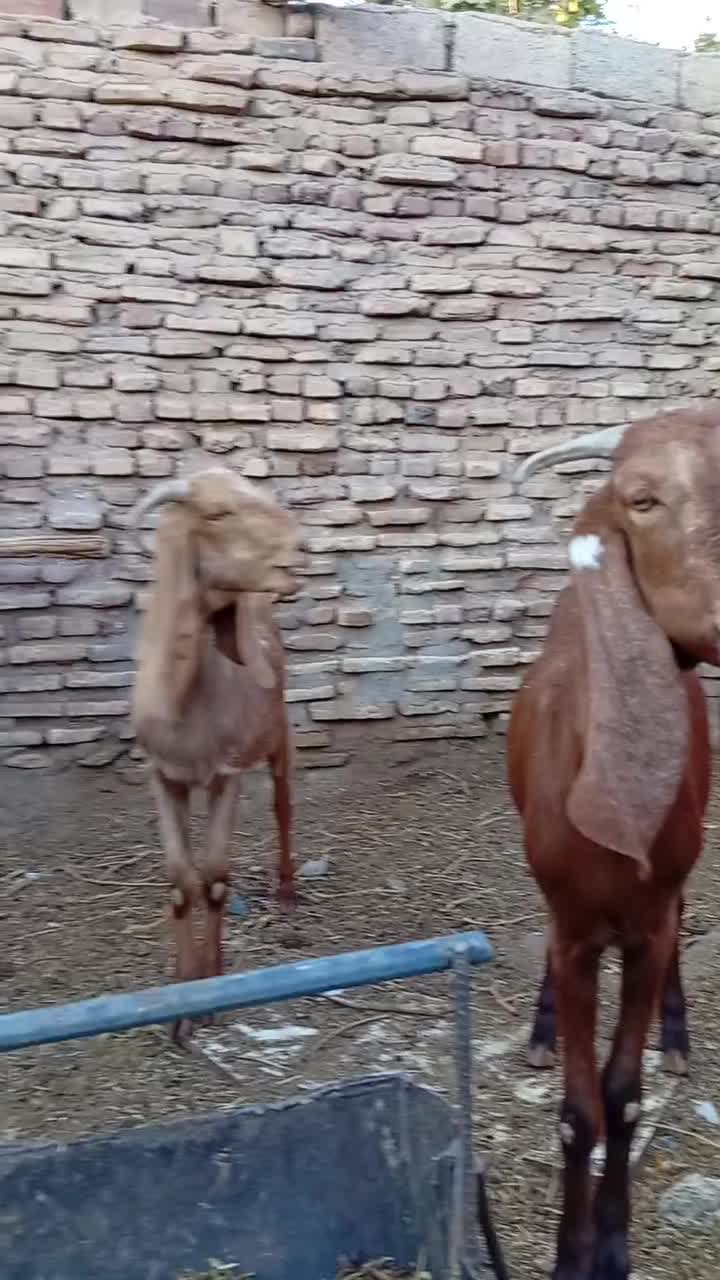 بز پاکستانی جوان سرحال جنس چند قل زا شیرا|حیوانات مزرعه|کرمان, |دیوار