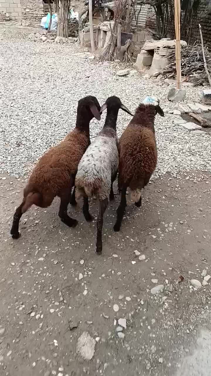 بره افشاری پرواری و کشتاری و نذری (گوسفند)|حیوانات مزرعه|گنبد کاووس, |دیوار