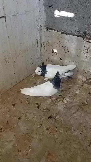 کبوتر طوقی|پرنده|شیراز, کرونی(خاتونک)|دیوار