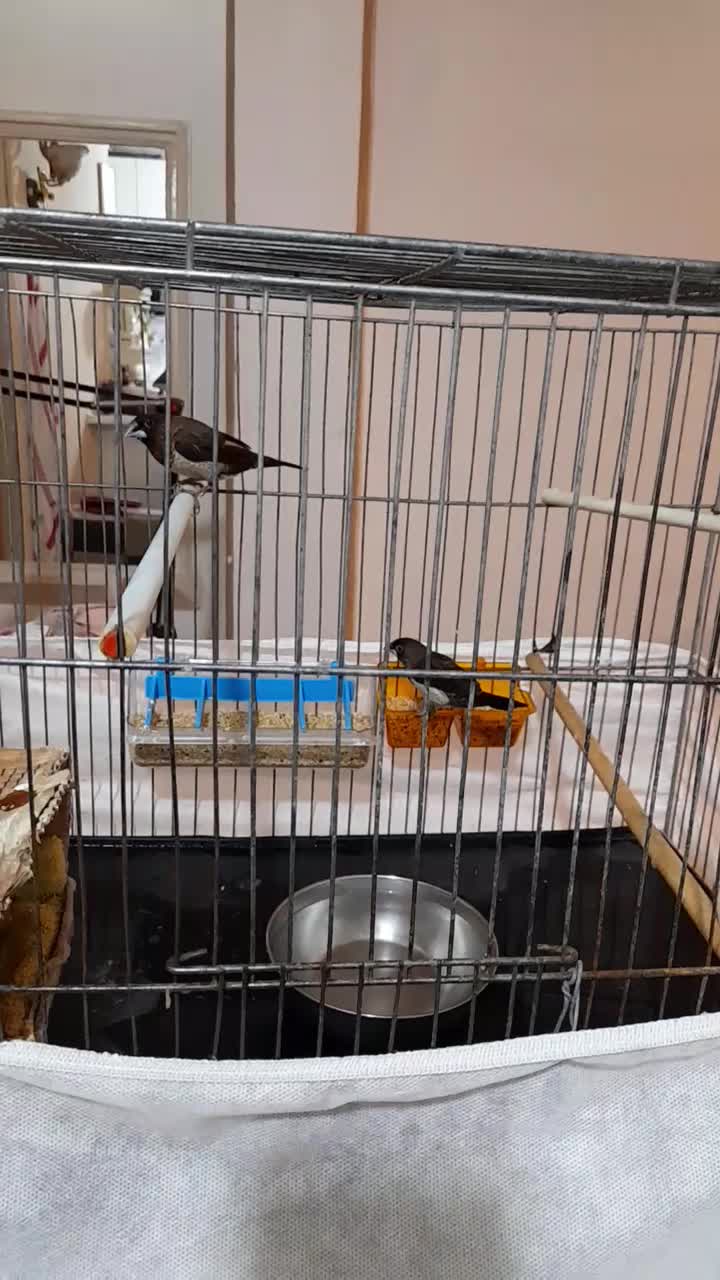 یک جفت فنج بنگال اصیل سالم سرحال|پرنده|تهران, عباسی|دیوار