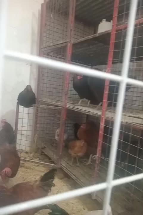 خروس و مرغ محلی ،مرغ عشق، عروس هلندی|حیوانات مزرعه|شیراز, بید زرد|دیوار