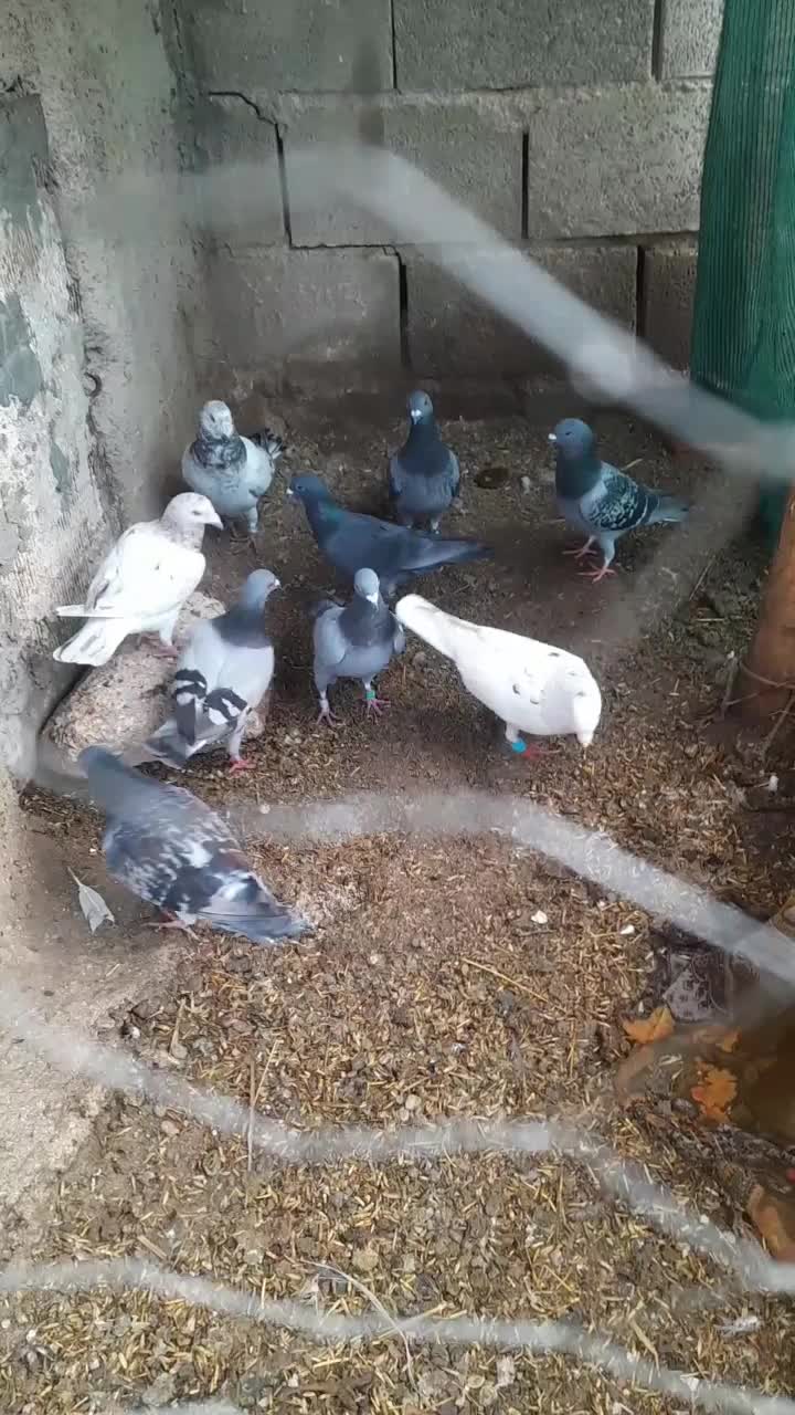 پلاکی زرنگ|پرنده|مرودشت, دولت آباد|دیوار