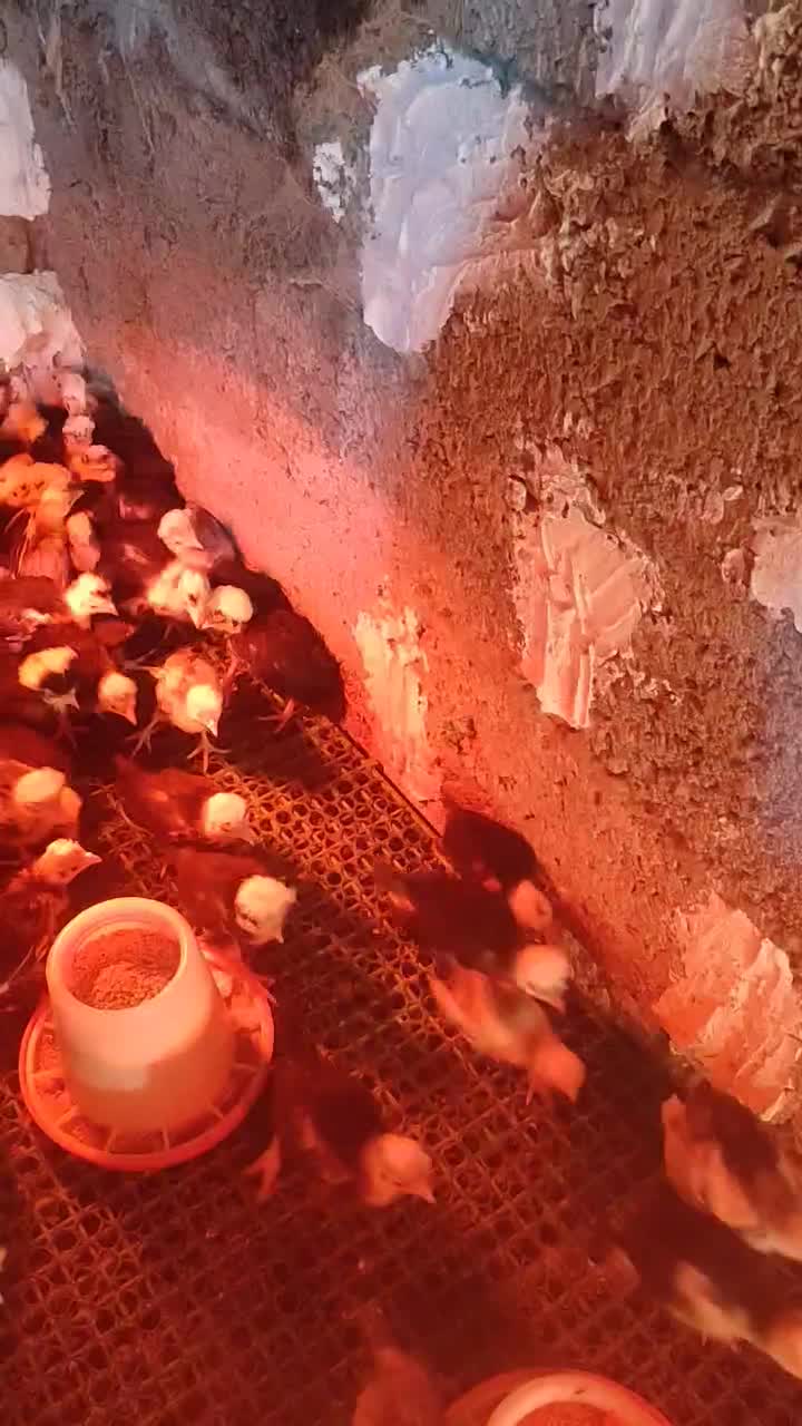 جوجه لهستانی 30روز|حیوانات مزرعه|رشت, حومه رشت|دیوار