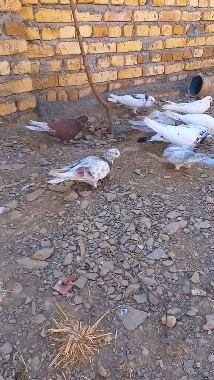 کفتر|پرنده|اراک, |دیوار
