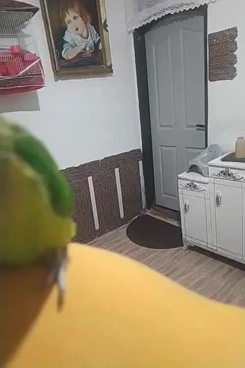 طوطی دستی 600|پرنده|تربت جام, معدآباد|دیوار