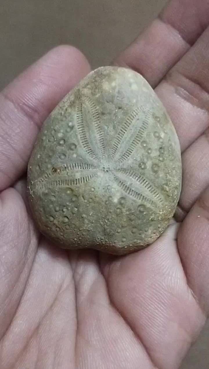 فسیل ستاره دریایی بسیار دیدنی و جالب|کلکسیون اشیاء عتیقه|مشهد, سجادیه|دیوار