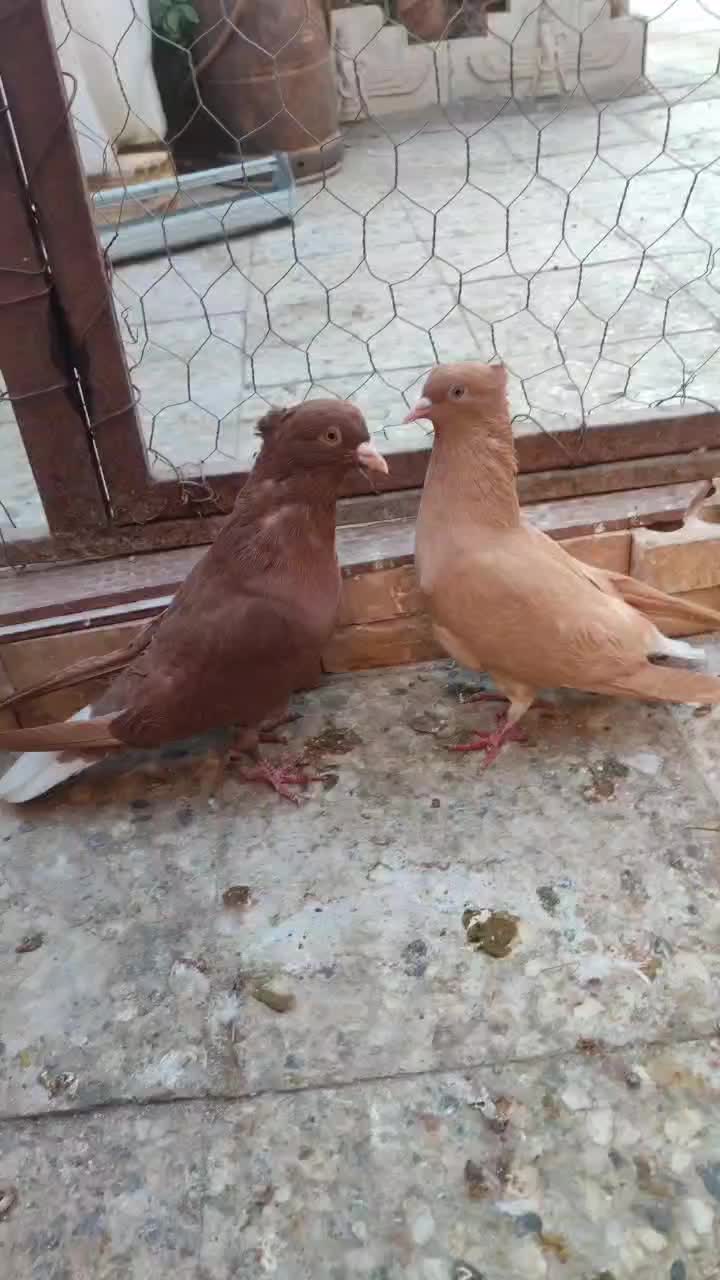 کفتر ملقی|پرنده|رفسنجان, |دیوار