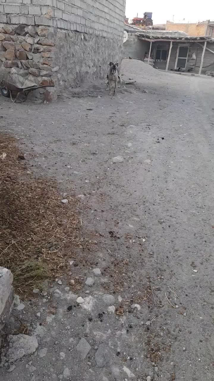 سگ سرابی|سگ|اهر, |دیوار