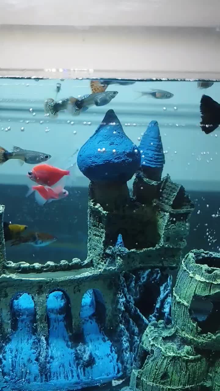 آکواریوم (دلسا)|ماهی|قدس, شهر‌قدس|دیوار