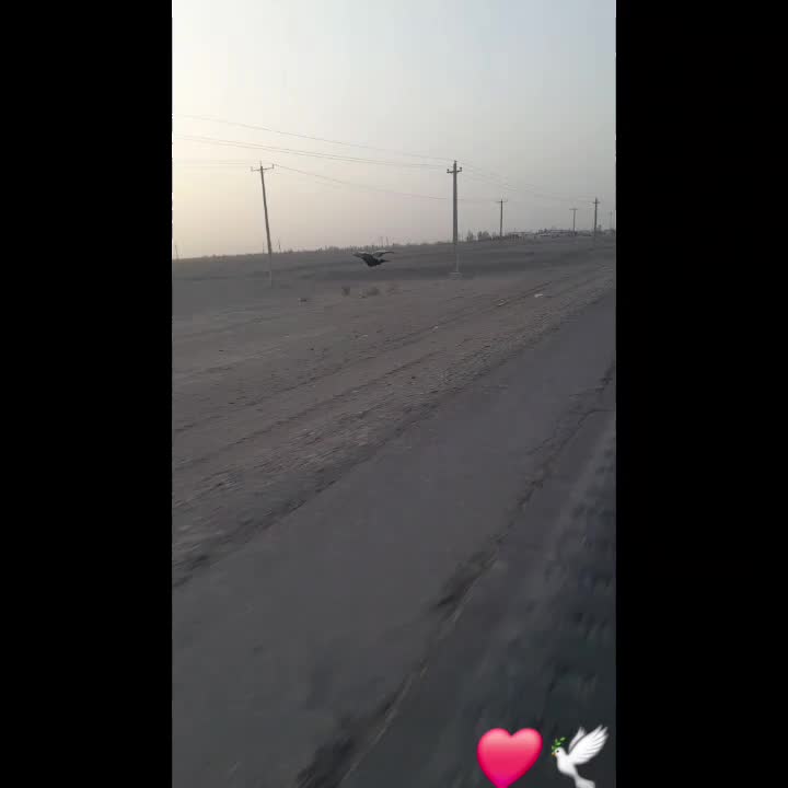 کفتر دست آموز|پرنده|نرماشیر, |دیوار