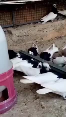 طوقی|پرنده|اسفرورین, |دیوار