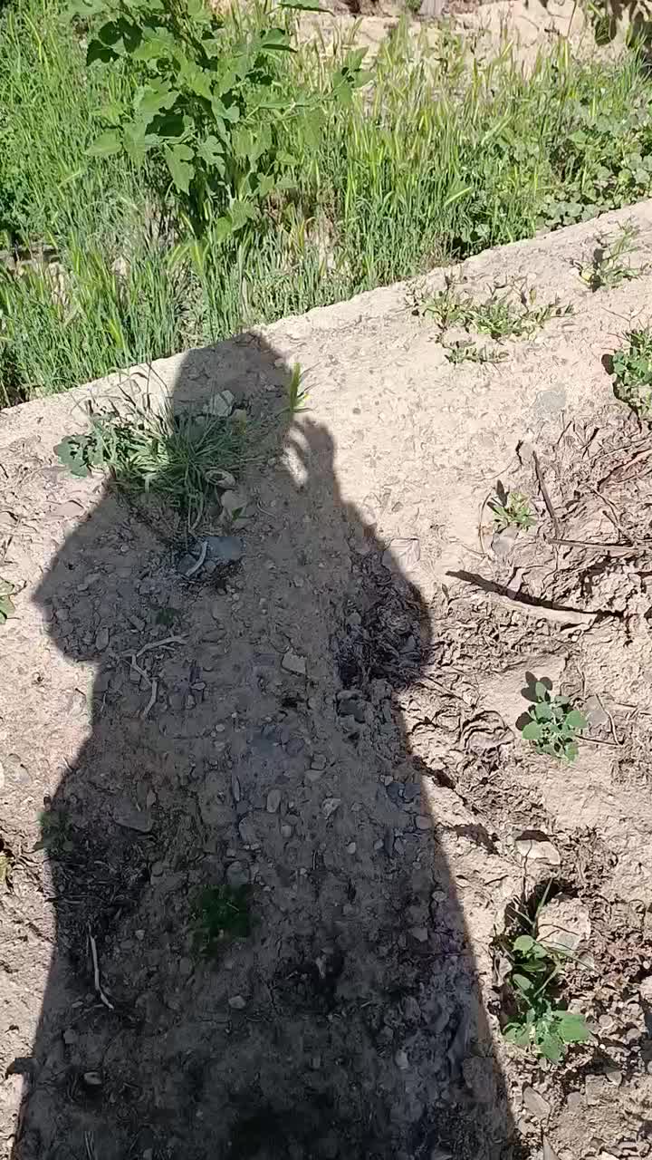 باغ ۱۰۰۰متری|فروش خانه و ویلا|چناران, |دیوار