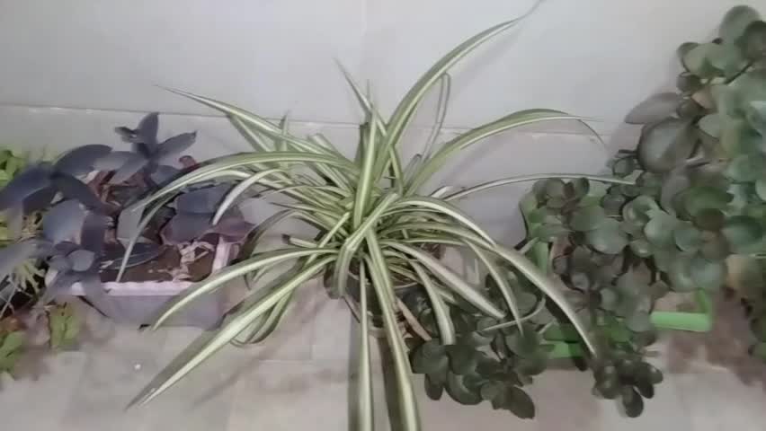 12 عدد گلدان همراه با گیاه|گل و گیاه طبیعی|محمدیه-قزوین, |دیوار