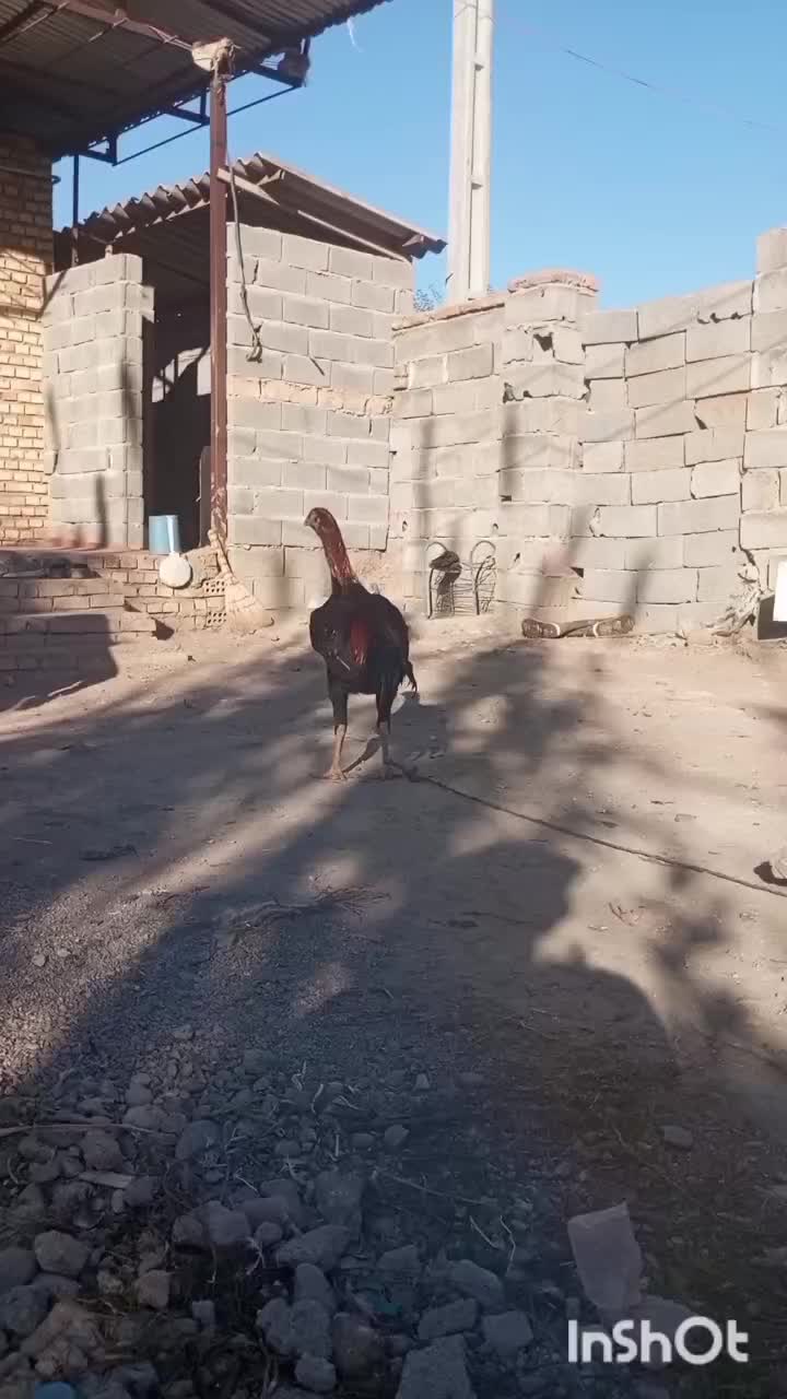 لاری افغان|حیوانات مزرعه|فاضل آباد, |دیوار