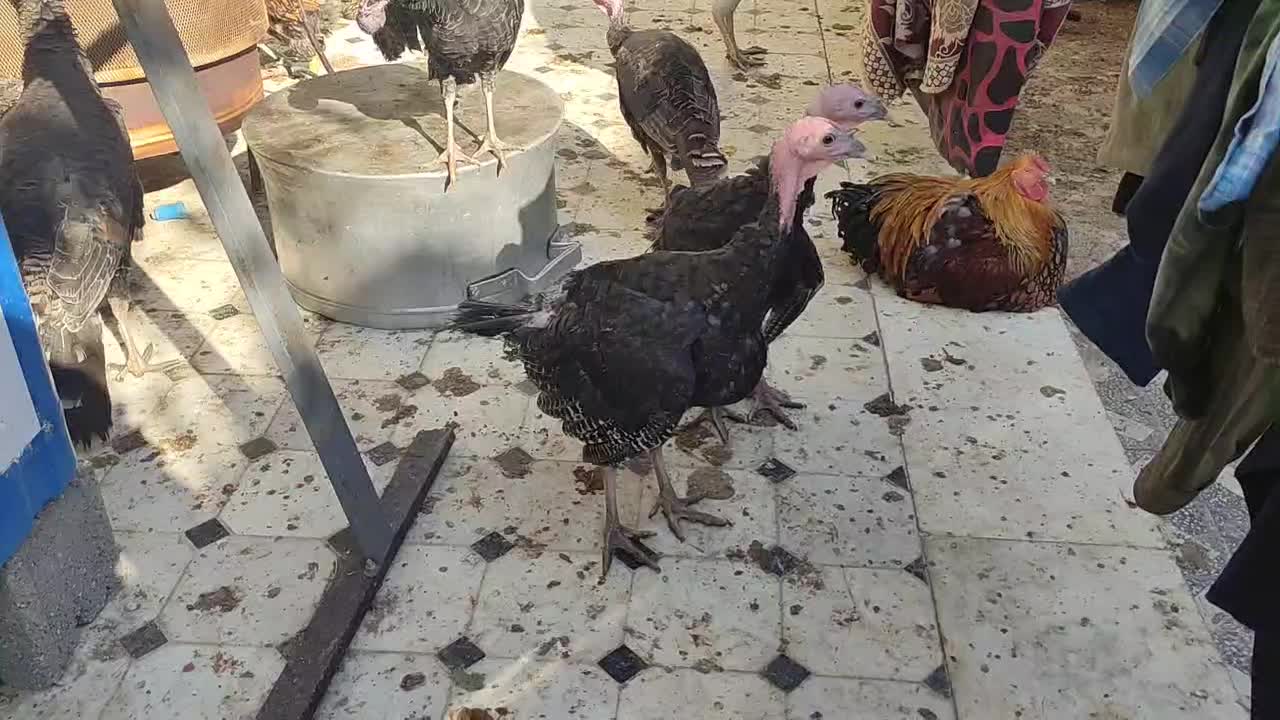 بوقلمون برنز 5ماهه|حیوانات مزرعه|خمینیشهر, |دیوار