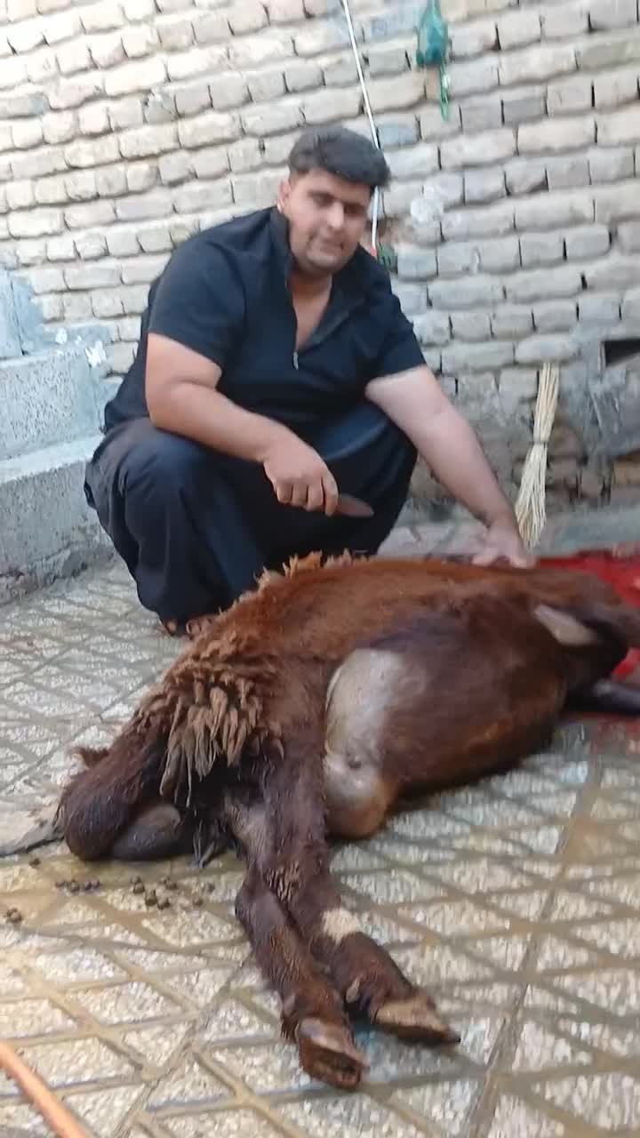 انواع گوسفند چاق کشتاری|حیوانات مزرعه|بروجرد, |دیوار