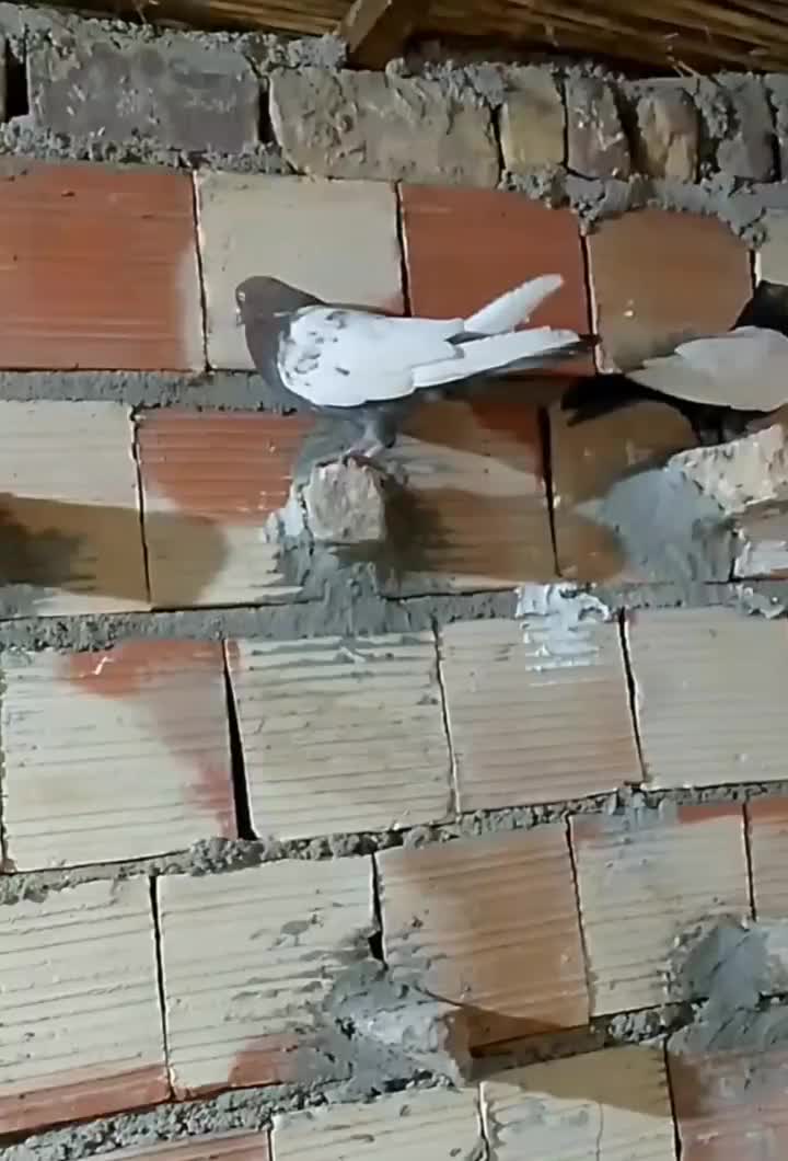 جفت نر عروسک|پرنده|هامون, |دیوار