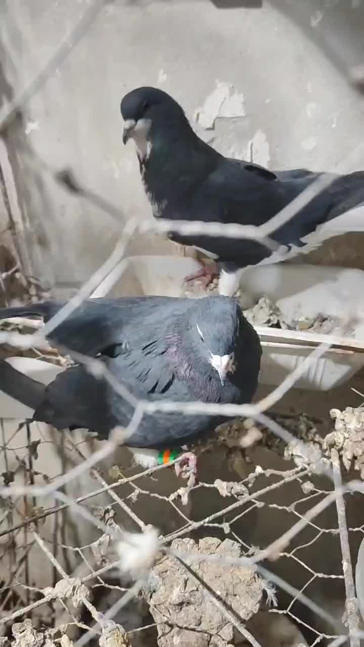 نره ماده خوشرنگ یقه بسته|پرنده|لنجان, |دیوار