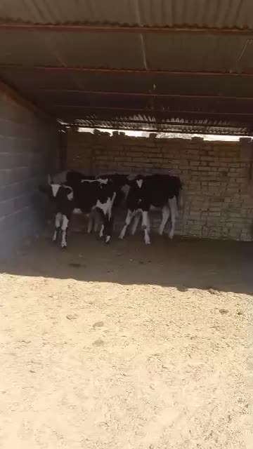 گوساله نر|حیوانات مزرعه|مرودشت, کناره|دیوار