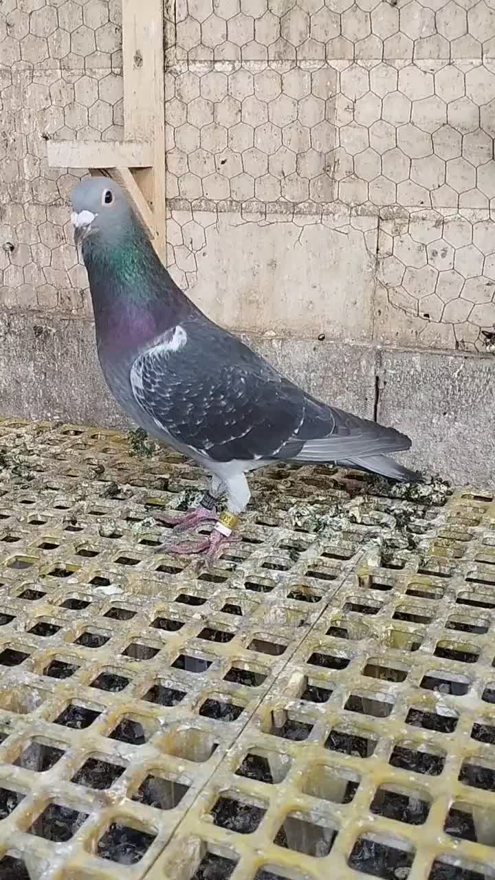 مسافتی آردن و بلژیک.. پیتر مروی ،ون روی،جانسون|پرنده|اصفهان, عطار نیشابوری|دیوار