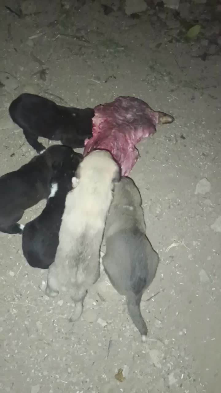 سگ .|سگ|زنجان, |دیوار