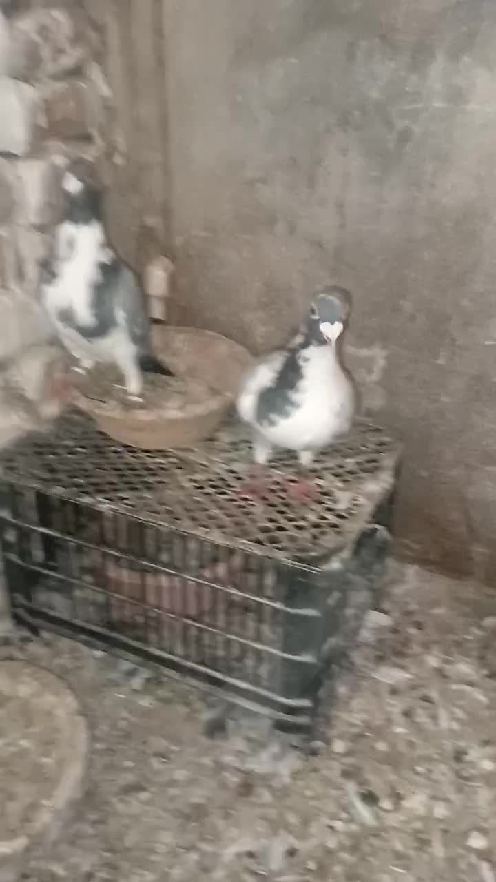 کبوتر|پرنده|گنبد کاووس, |دیوار