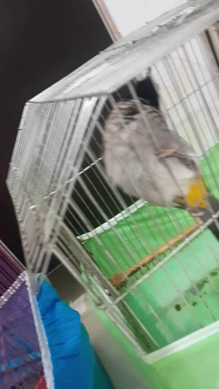 فنچ|پرنده|آبادان, |دیوار