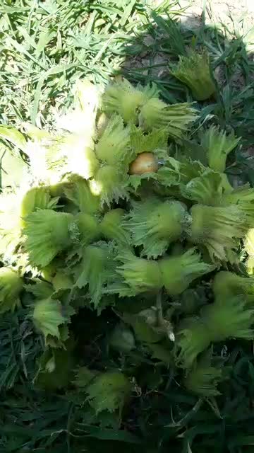 فندق درشت فرانسوی اعلا|خوردنی و آشامیدنی|تهران, ونک|دیوار