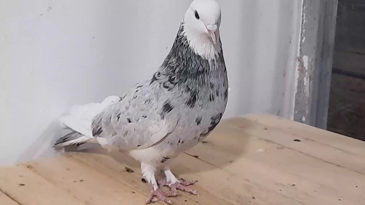 تهرانی شازده ماده هما سرور پرشی|پرنده|برخوار, |دیوار