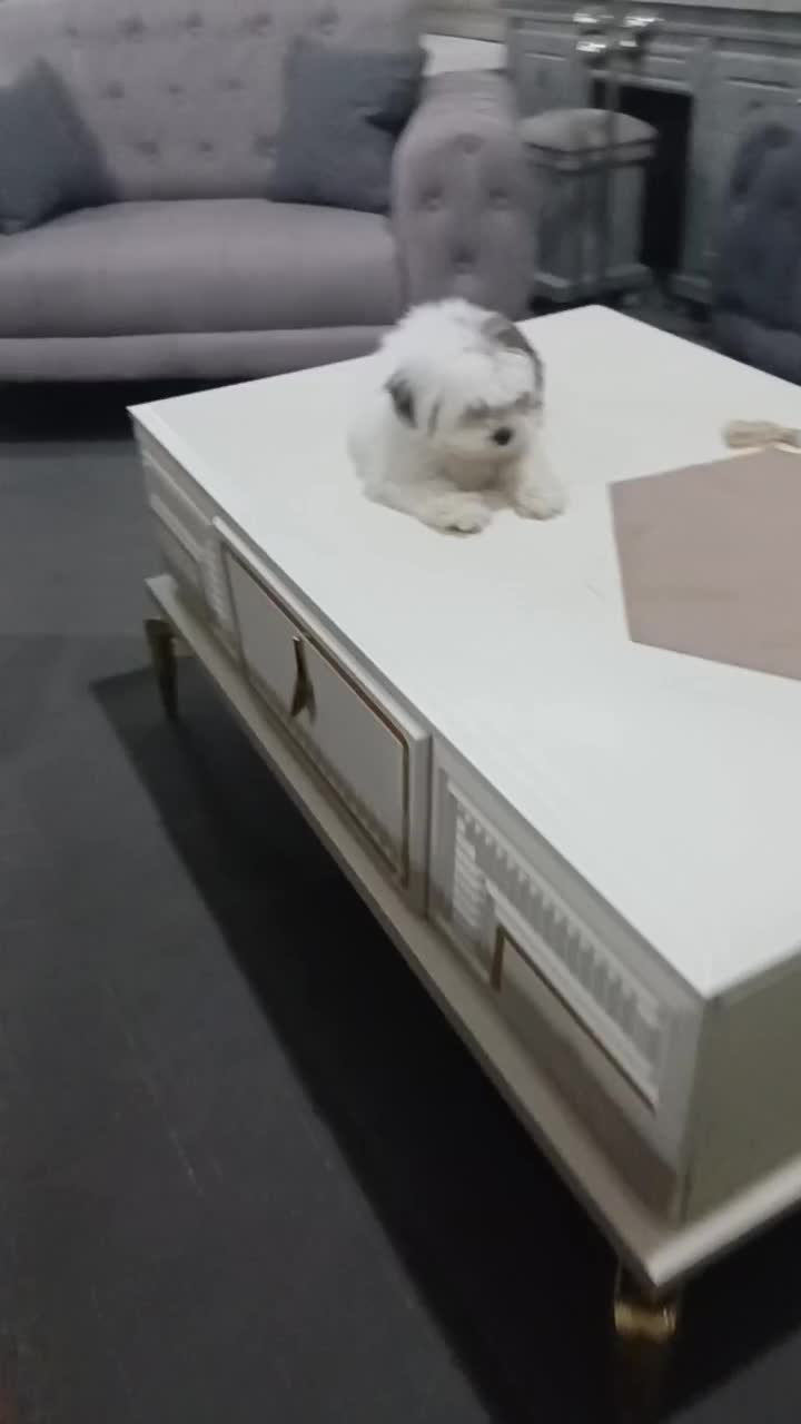 سگ آپارتمانی با ادب حرف گوش کن|سگ|سبزوار, توحیدشهر|دیوار