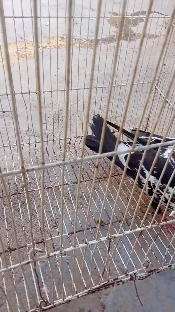 سوسکی|پرنده|سرداران, |دیوار