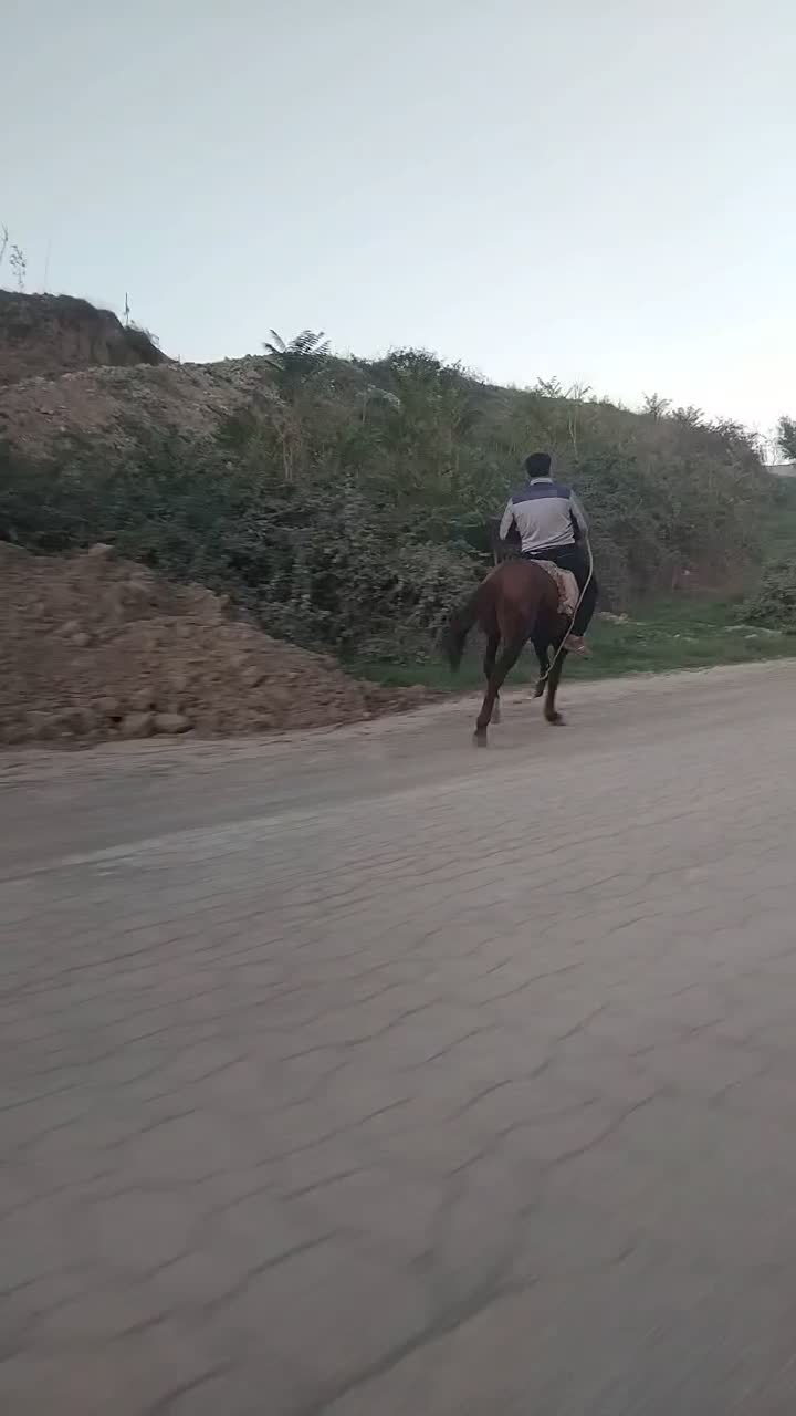 ۳ عدد نریان   یورقه وقدم|اسب و تجهیزات اسب‌سواری|گرگان, |دیوار