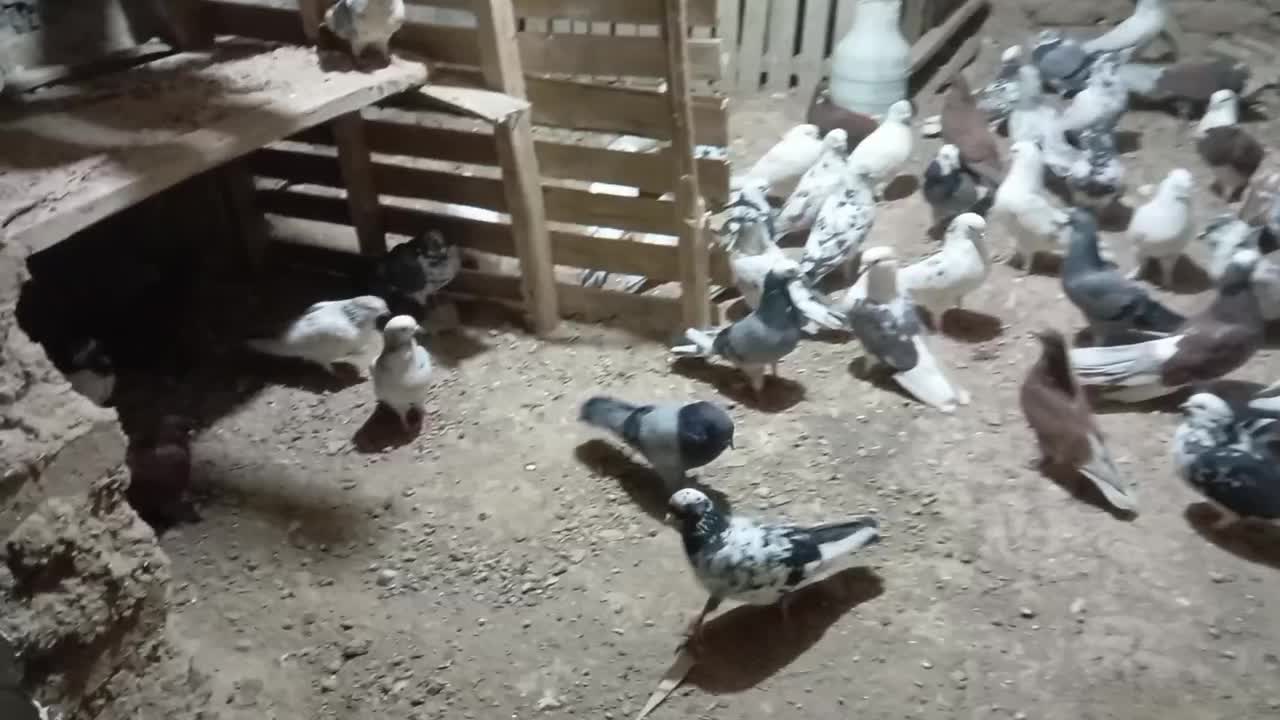 کبوتر|پرنده|سلفچگان, |دیوار